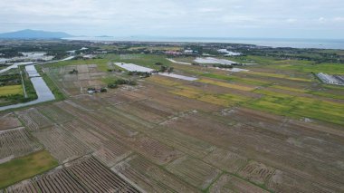 Kedah, Malezya 'nın Paddy Pirinç Tarlaları