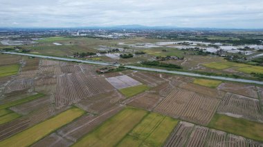 Kedah, Malezya 'nın Paddy Pirinç Tarlaları