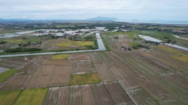 Kedah, Malezya 'nın Paddy Pirinç Tarlaları