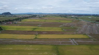 Kedah, Malezya 'nın Paddy Pirinç Tarlaları
