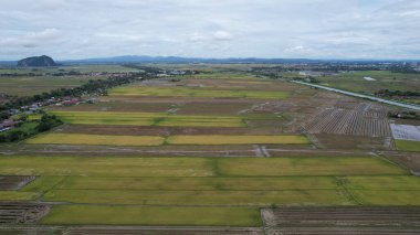 Kedah, Malezya 'nın Paddy Pirinç Tarlaları