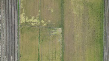 Kedah, Malezya 'nın Paddy Pirinç Tarlaları