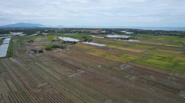 Kedah, Malezya 'nın Paddy Pirinç Tarlaları