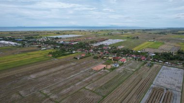Kedah, Malezya 'nın Paddy Pirinç Tarlaları