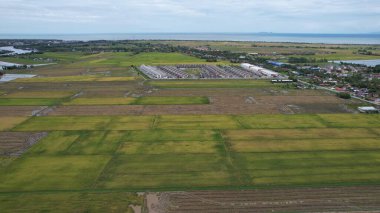 Kedah, Malezya 'nın Paddy Pirinç Tarlaları