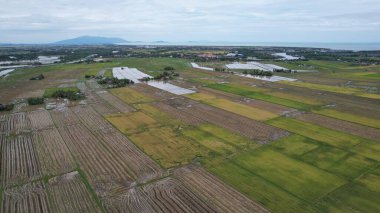 Kedah, Malezya 'nın Paddy Pirinç Tarlaları