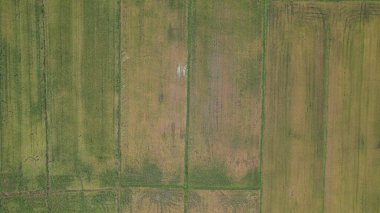 Kedah, Malezya 'nın Paddy Pirinç Tarlaları