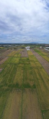 Kedah, Malezya 'nın Paddy Pirinç Tarlaları