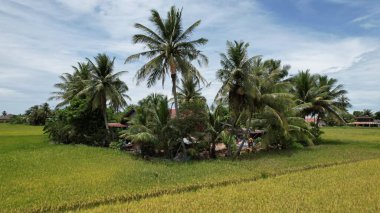 Kedah, Malezya 'nın Paddy Pirinç Tarlaları