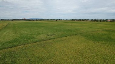 Kedah, Malezya 'nın Paddy Pirinç Tarlaları