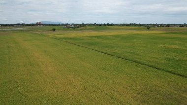 Kedah, Malezya 'nın Paddy Pirinç Tarlaları