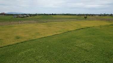 Kedah, Malezya 'nın Paddy Pirinç Tarlaları