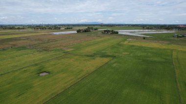Kedah, Malezya 'nın Paddy Pirinç Tarlaları