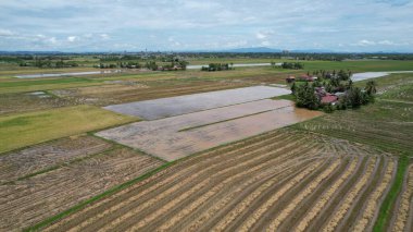 Kedah, Malezya 'nın Paddy Pirinç Tarlaları