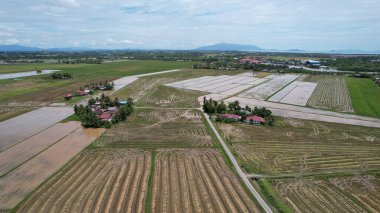 Kedah, Malezya 'nın Paddy Pirinç Tarlaları