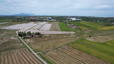 Kedah, Malezya 'nın Paddy Pirinç Tarlaları