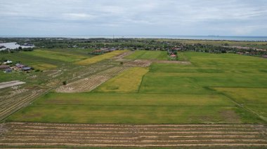 Kedah, Malezya 'nın Paddy Pirinç Tarlaları