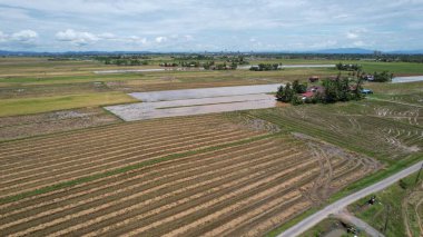 Kedah, Malezya 'nın Paddy Pirinç Tarlaları