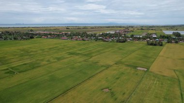 Kedah, Malezya 'nın Paddy Pirinç Tarlaları