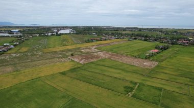 Kedah, Malezya 'nın Paddy Pirinç Tarlaları