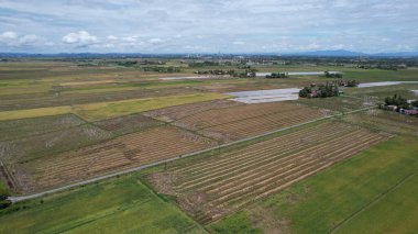 Kedah, Malezya 'nın Paddy Pirinç Tarlaları