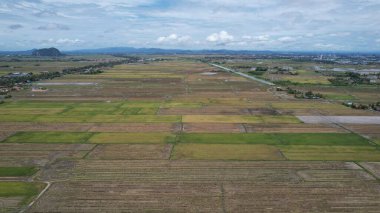 Kedah, Malezya 'nın Paddy Pirinç Tarlaları