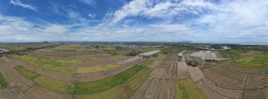 Kedah, Malezya 'nın Paddy Pirinç Tarlaları