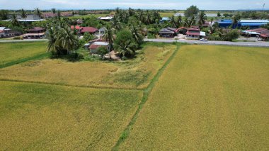Kedah, Malezya 'nın Paddy Pirinç Tarlaları