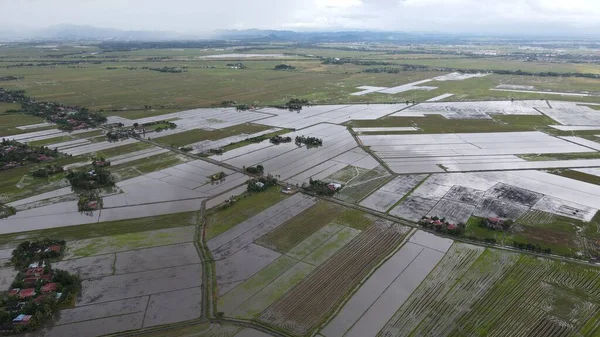 Kedah, Malezya 'nın Paddy Pirinç Tarlaları