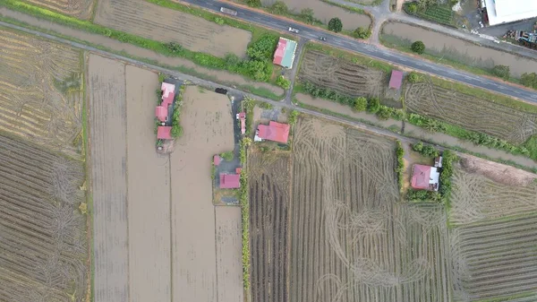 Pola Ryżowe Paddy Kedah Malezja — Zdjęcie stockowe