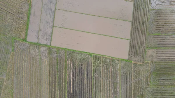 Paddy Rice Fields Kedah Malaysia — Stock Photo, Image