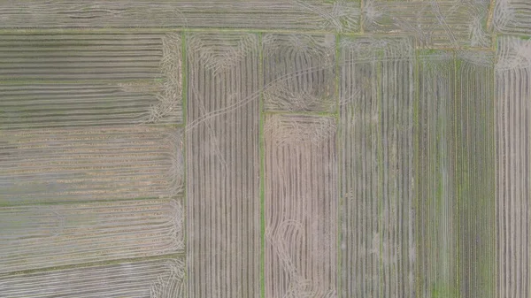 Paddy Rice Fields Kedah Malajsie — Stock fotografie