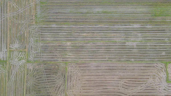 Paddy Rice Fields Kedah Malaysia — Stock Photo, Image