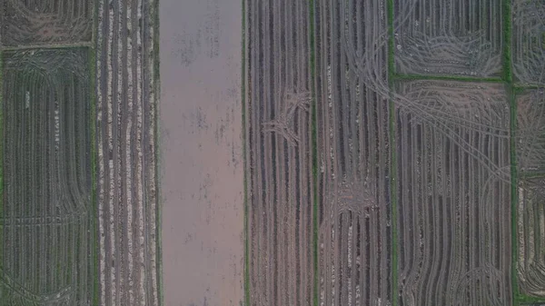 Kedah Malezya Nın Paddy Pirinç Tarlaları — Stok fotoğraf