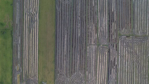 Paddy Rice Fields Kedah Malajsie — Stock fotografie