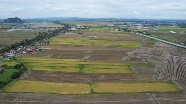 Kedah Malezya Nın Paddy Pirinç Tarlaları — Stok fotoğraf