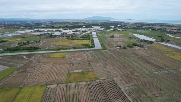 Kedah, Malezya 'nın Paddy Pirinç Tarlaları