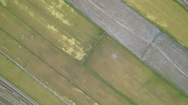 Kedah Malezya Nın Paddy Pirinç Tarlaları — Stok fotoğraf