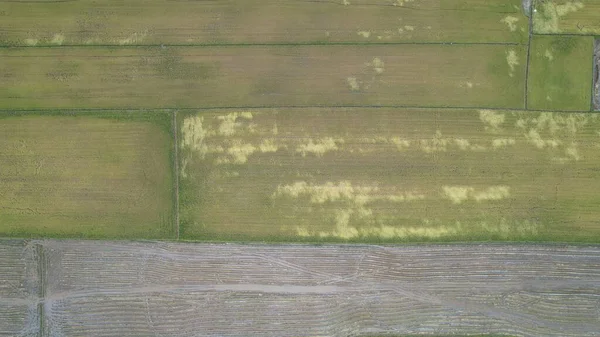 Pola Ryżowe Paddy Kedah Malezja — Zdjęcie stockowe