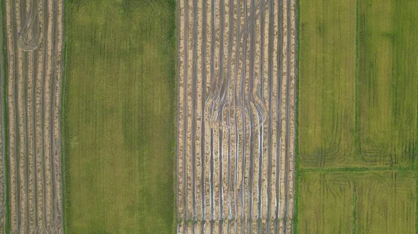 Rijstvelden Van Kedah Maleisië — Stockfoto