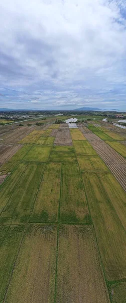 Kedah, Malezya 'nın Paddy Pirinç Tarlaları