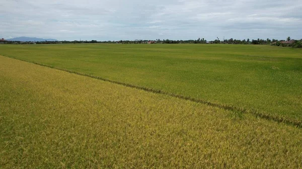 Pola Ryżowe Paddy Kedah Malezja — Zdjęcie stockowe