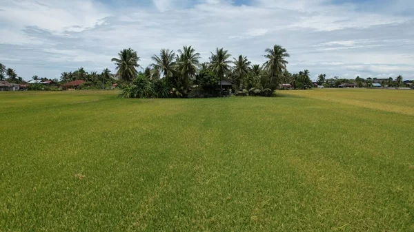 Ladang Paddy Rice Kedah Malaysia — Stok Foto