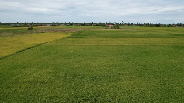 Kedah Malezya Nın Paddy Pirinç Tarlaları — Stok fotoğraf