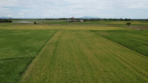 Paddy Rice Fields Kedah Μαλαισία — Φωτογραφία Αρχείου