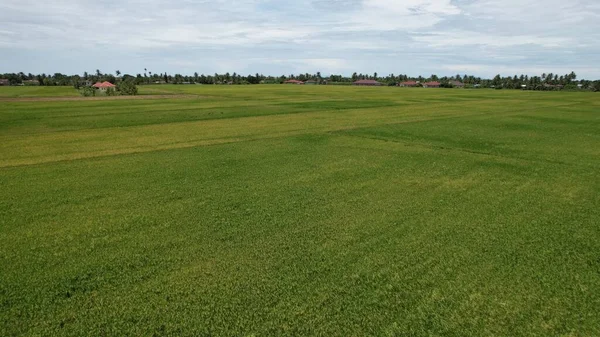 Ladang Paddy Rice Kedah Malaysia — Stok Foto