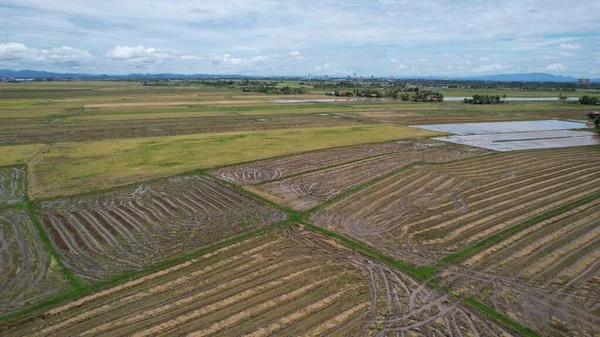 Los Campos Arroz Arroz Kedah Malasia —  Fotos de Stock