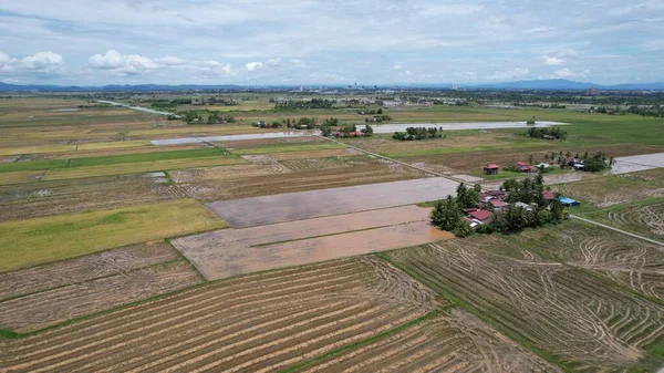 Kedah Malezya Nın Paddy Pirinç Tarlaları — Stok fotoğraf