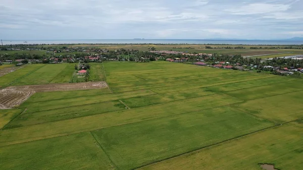 Die Reisfelder Von Kedah Malaysia — Stockfoto