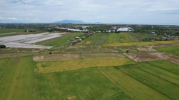 Los Campos Arroz Arroz Kedah Malasia —  Fotos de Stock